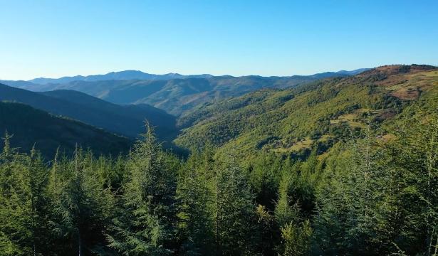 Forêts Indigènes : la Méthode Miyawaki